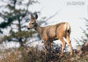 Odocoileus hemionus